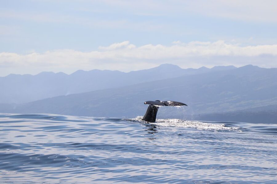 Horta: University Startup Whale and Dolphin RIB Boat Trip - Why Faial and Pico are such good places to see whales