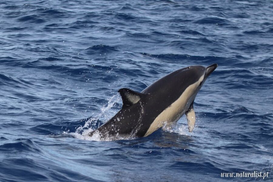 Horta: University Startup Whale and Dolphin RIB Boat Trip - Price and value: why $101 can make sense here
