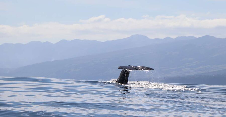 Horta: University Startup Whale and Dolphin RIB Boat Trip - What you’re really buying: a guided wildlife chase with a University biologist