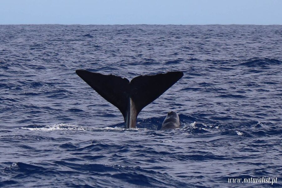 Horta: University Startup Whale and Dolphin RIB Boat Trip - From briefing to first sightings: how the tour flows in real time