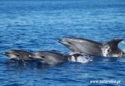 Horta: University Startup Whale and Dolphin RIB Boat Trip - The RIB experience: fast, semi-rigid, and not for everyone
