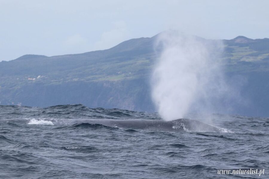 Horta: University Startup Whale and Dolphin RIB Boat Trip - What marine life you should expect to see (and what overlap means)