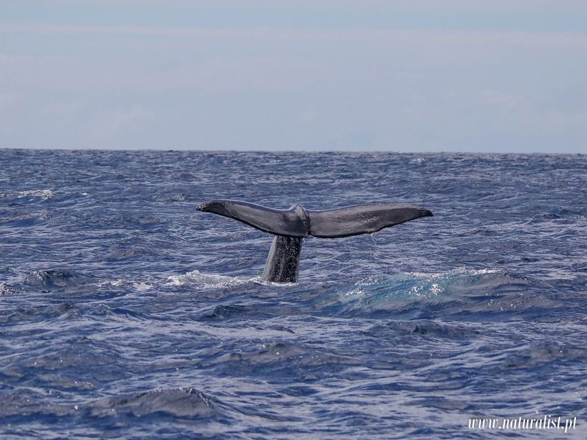 Horta: University Startup Whale and Dolphin RIB Boat Trip - The whale highlights: species you might spot around Horta
