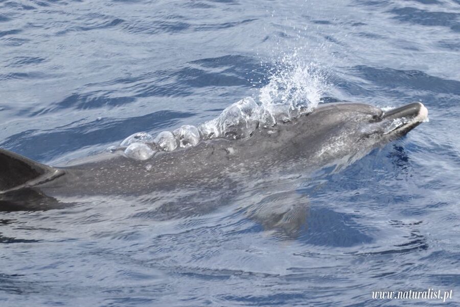 Horta: University Startup Whale and Dolphin RIB Boat Trip - Birds, turtles, and the surprise wildlife you might notice too