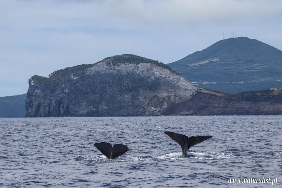 Horta: University Startup Whale and Dolphin RIB Boat Trip - Waterproof clothes, warmth, and the small comfort wins