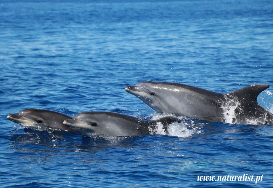 Horta: University Startup Whale and Dolphin RIB Boat Trip - The RIB experience: fast, semi-rigid, and not for everyone