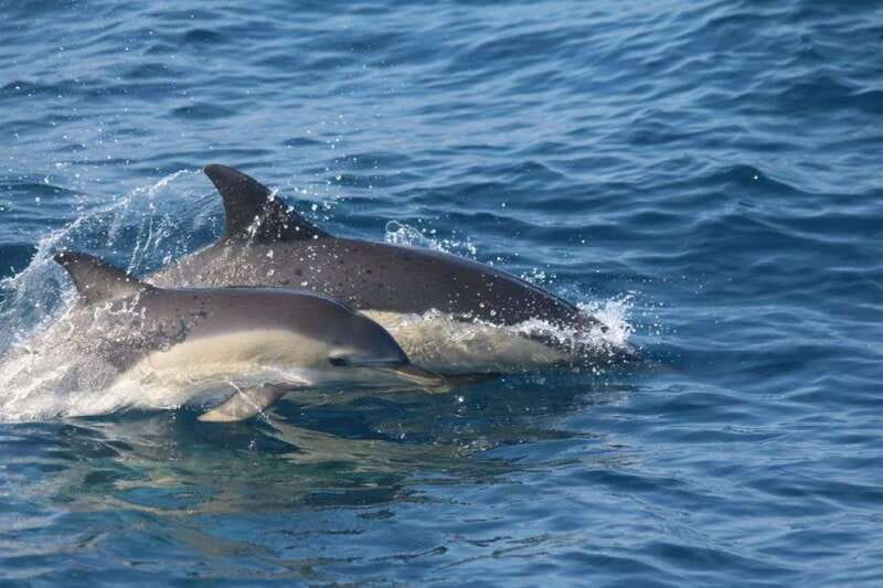 Huatulco: Awakening with Stars Dolphins Boat Cruise - Morning Logistics From Tangolunda Dock