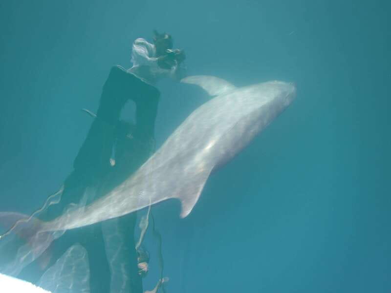 Huatulco: Awakening with Stars Dolphins Boat Cruise - The Real-World Expectations That Make It Better