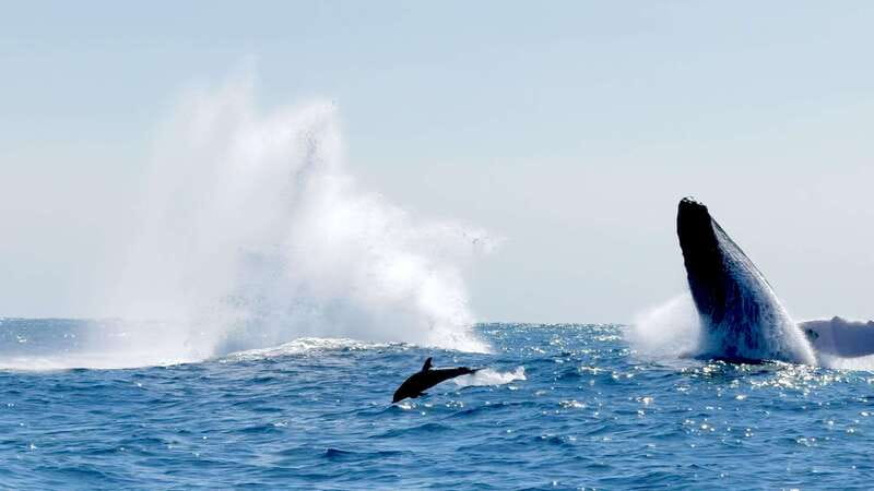 Huatulco: Awakening with Stars Dolphins Boat Cruise - Why the Captain’s Search Makes a Difference