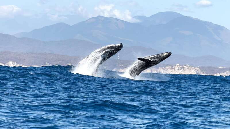 Huatulco: Awakening with Stars Dolphins Boat Cruise - Swimming Is Not Part of the Deal