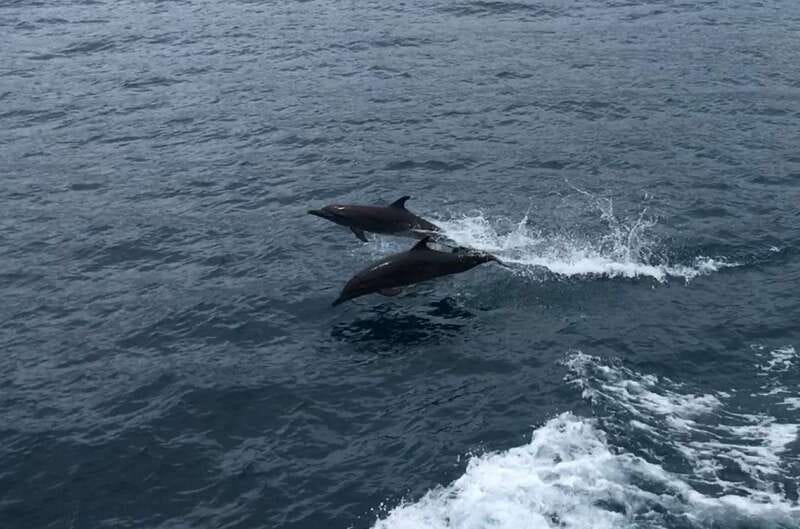 Huatulco: Awakening with Stars Dolphins Boat Cruise - Timing: What the Morning Adds Up To