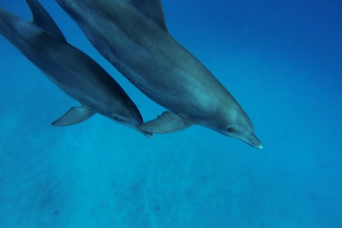 Hula Hula Island and Dolphin House with Snorkeling by Speedboat - The 5-Hour Timing: How the Stops Keep the Day From Dragging