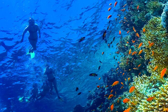 Hula Hula Island and Dolphin House with Snorkeling by Speedboat - Comfort on the Day: Physical Fitness and Practical Prep