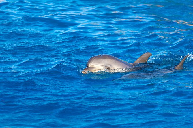 Hula Hula Island and Dolphin House with Snorkeling by Speedboat - Food on the Water: Snacks, Lunch, and Beach Drinks