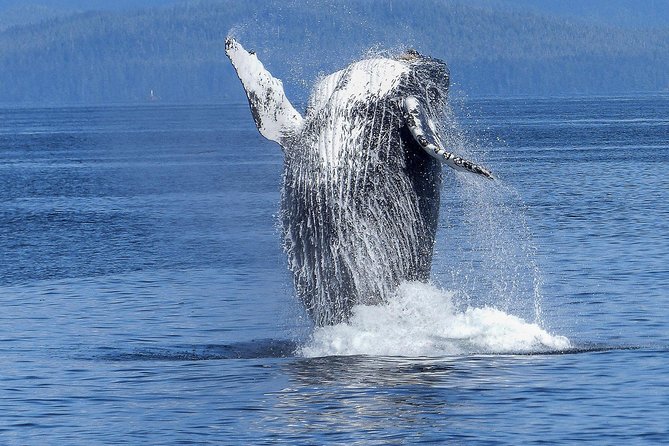 Humpback Whale and Dolphin Watch in Kona - Quick hits: what makes this Kona whale watch work