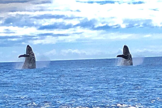 Humpback Whale and Dolphin Watch in Kona - Kona’s whale season reality: dolphins year-round, humpbacks in a window
