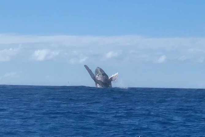 Humpback Whale and Dolphin Watch in Kona - On the water in Kailua-Kona: what you’ll do for the 2.5 hours
