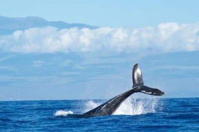 Humpback Whale and Dolphin Watch in Kona - Where the tour starts and ends (and why meeting points matter)
