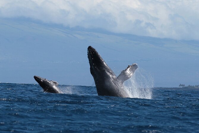 Humpback Whale and Dolphin Watch in Kona - What “non-snorkeling” changes for your comfort and packing