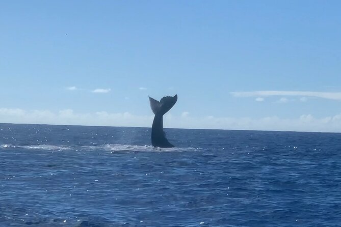 Humpback Whale and Dolphin Watch in Kona - The coast stops you’ll actually notice: caves, sea arches, and the Captain Cook area