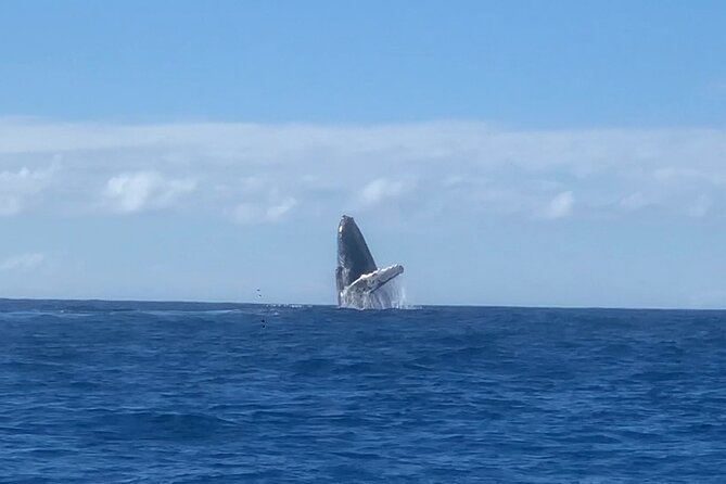 Humpback Whale and Dolphin Watch in Kona - Who this Kona cruise is best for (and who should skip it)