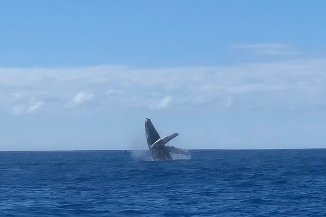 Humpback Whale and Dolphin Watch in Kona - Price and value: is $109 a good deal for whales and dolphins?