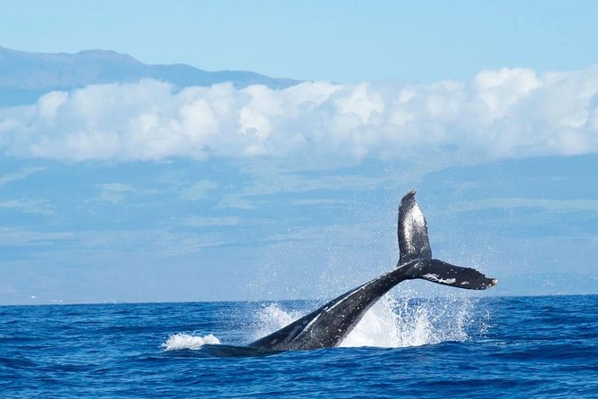 Humpback Whale and Dolphin Watch in Kona - Where the tour starts and ends (and why meeting points matter)