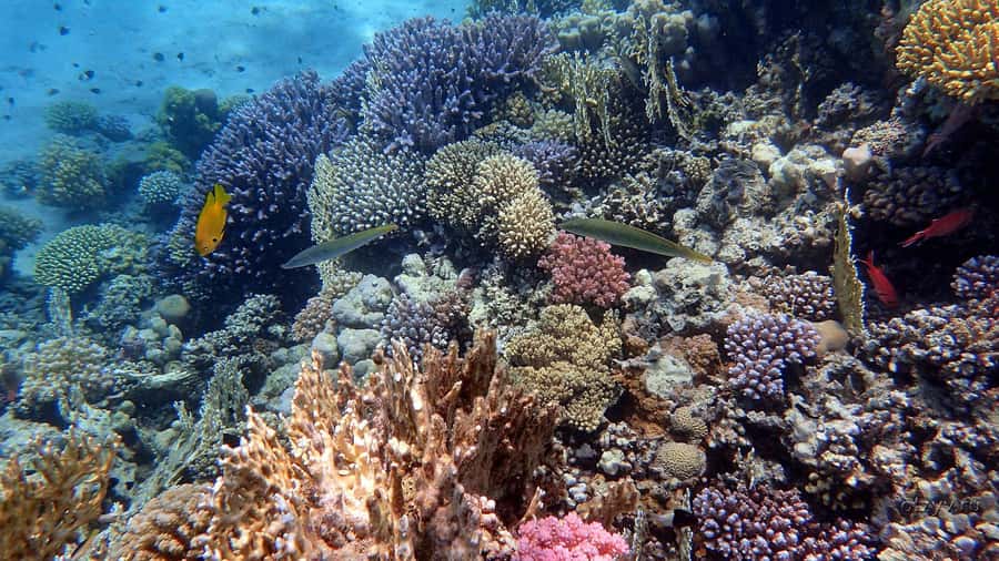 Hurghada: 1 day DIVING Refrechment, Check Dives and Dolphins - Key things to know before you go