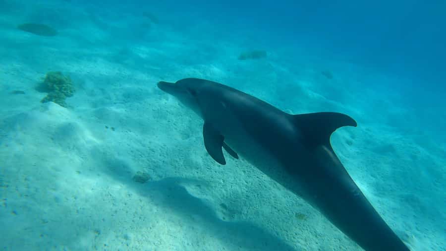 Hurghada: 3 Islands, Dolphins & Snorkel Yacht Trip w/ Lunch - Price and what $47 gets you in Hurghada