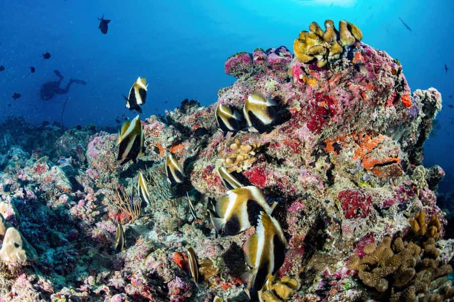 Hurghada: 3 Islands, Dolphins & Snorkel Yacht Trip w/ Lunch - Giftun Island National Park: snorkeling with strong coral-and-fish payoff