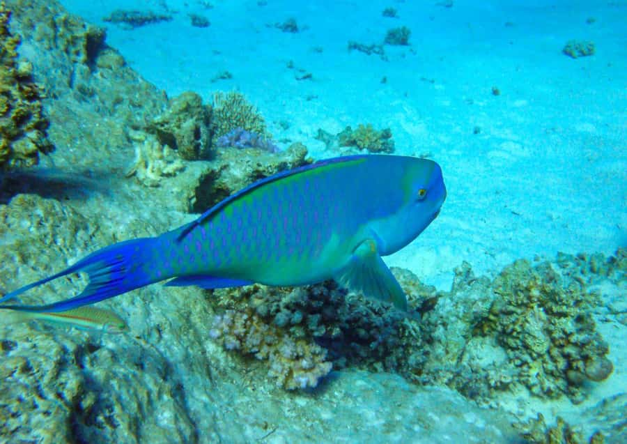 Hurghada: 3 Islands, Dolphins & Snorkel Yacht Trip w/ Lunch - Magawish Islands: second round of water time and a more relaxed finish