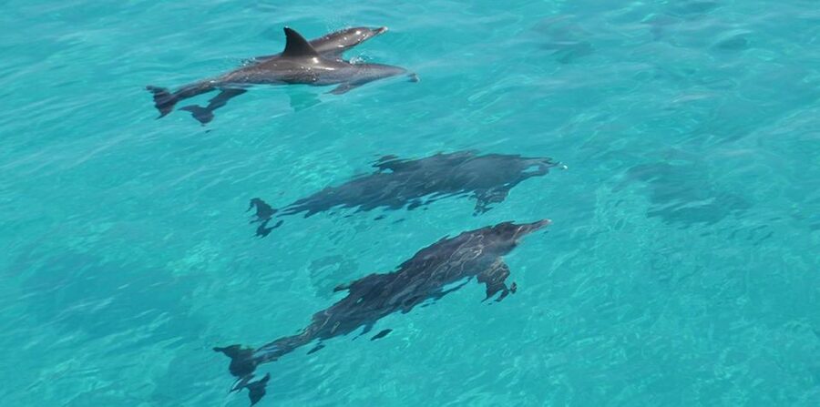 Hurghada: 4 Days Tour Horse, Camel, Spa, ATV, Jeep & Dolphin - Why This Hurghada 4-Day Plan Works (Even If You Don’t Want a Beach-Only Trip)