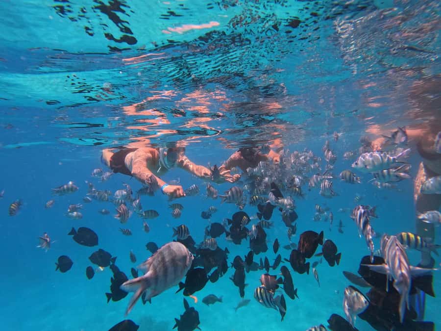 Hurghada: 4 Island Hopping Tour Dolphin, Snorkeling & Lunch - Lunch box and boat extras that actually help