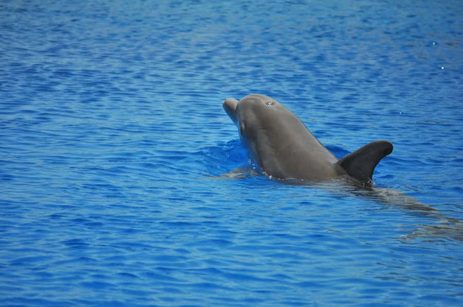 Hurghada: All-Inclusive Elite VIP Dolphin House & Massage - Key highlights you’ll care about