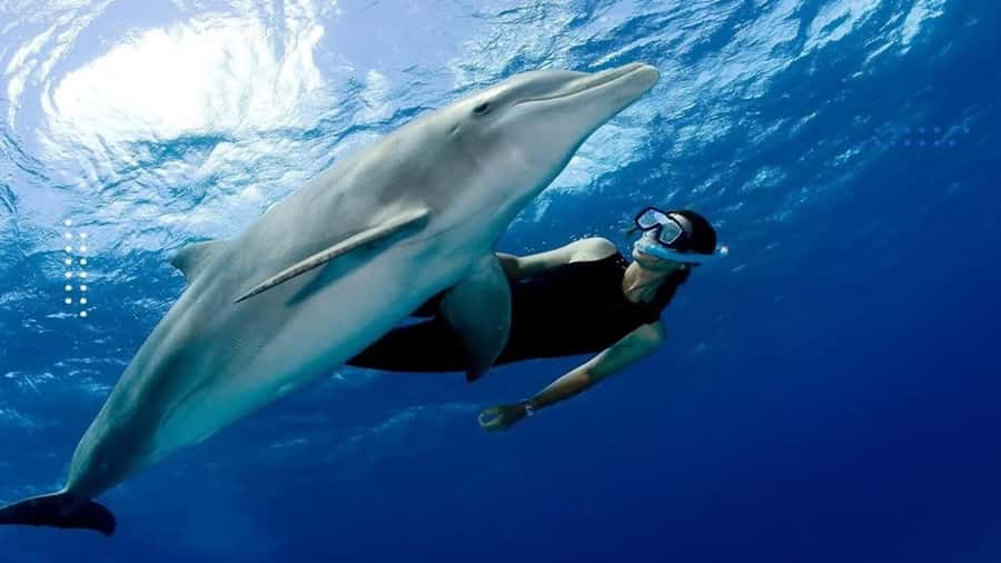 Hurghada: All-Inclusive Elite VIP Dolphin House & Massage - VIP Cruise Logistics from Hurghada: pickup, boat feel, and what 8 hours means