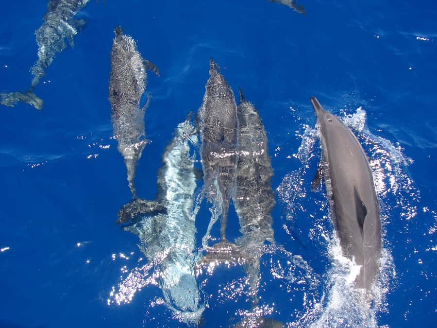 Hurghada: All-Inclusive Elite VIP Dolphin House & Massage - Two snorkeling stops with an instructor: what the reefs feel like in practice