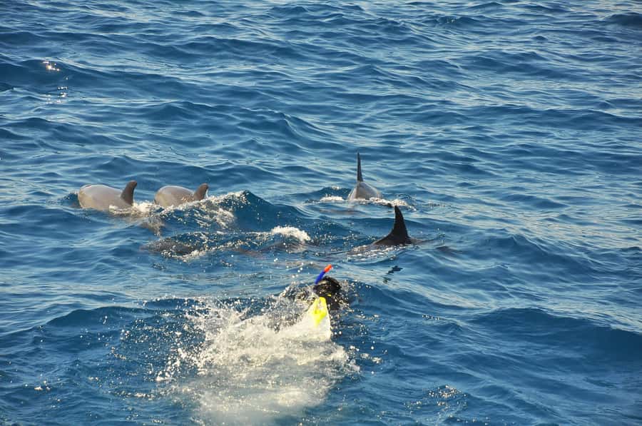 Hurghada: All-Inclusive Elite VIP Dolphin House & Massage - Breakfast and buffet lunch: the menu isn’t an afterthought