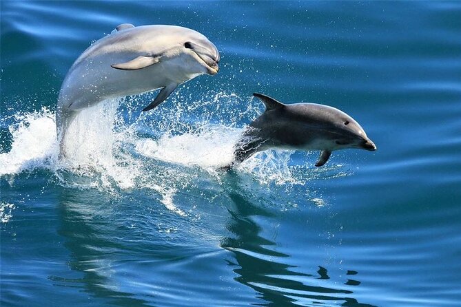 Hurghada Boat Trip to See Dolphins With Snorkeling and Lunch - Key Things to Know Before You Go