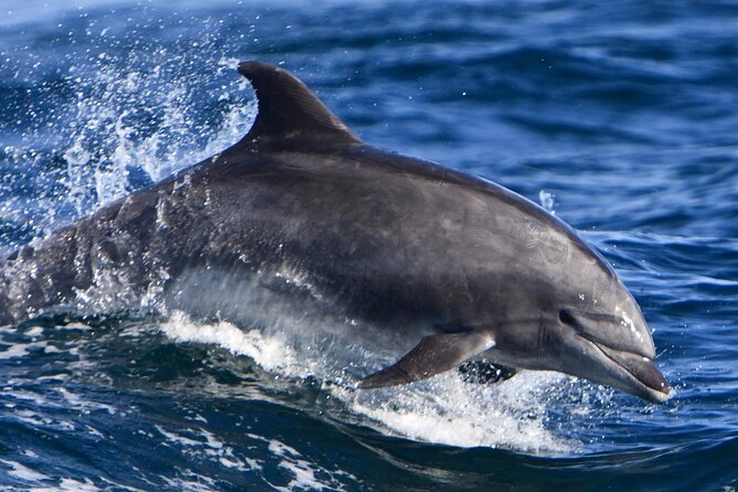 Hurghada Boat Trip to See Dolphins With Snorkeling and Lunch - Price and Value: What $14 Really Buys (and What to Budget Extra)