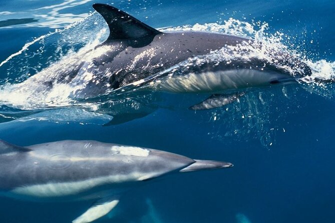 Hurghada Boat Trip to See Dolphins With Snorkeling and Lunch - Crew and Organization: When the Day Feels Easy vs. When It Doesn’t