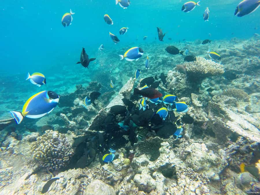 Hurghada: Day Snorkeling with Dolphins - Key things that matter before you go