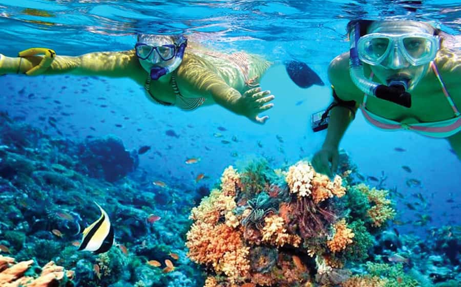 Hurghada: Day Snorkeling with Dolphins - Dolphins at Dolphin Reef: The Rules That Make the Swim Work