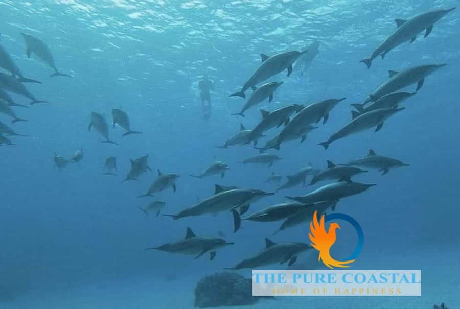 Hurghada: Day Snorkeling with Dolphins - Lunch and Drinks Onboard: Fuel That Doesn’t Break the Day