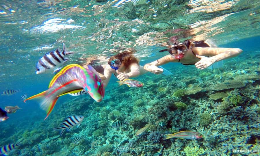 Hurghada: Day Snorkeling with Dolphins - Price and Value at $42: What You Get, What You Pay Extra