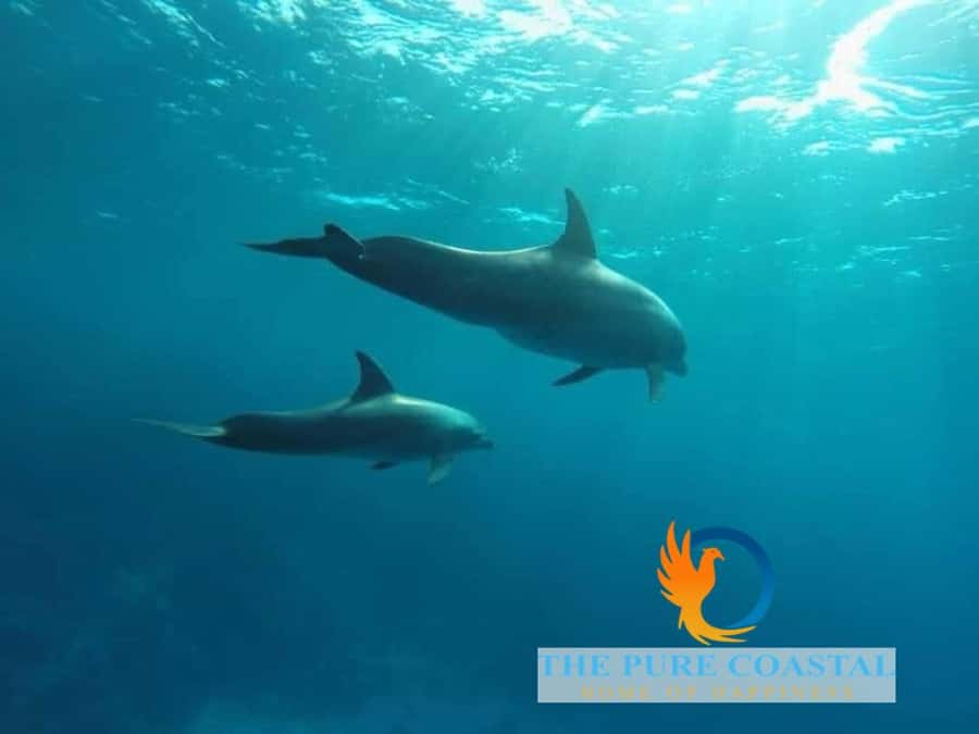 Hurghada: Day Snorkeling with Dolphins - What to Pack for a Smooth Dolphin Day