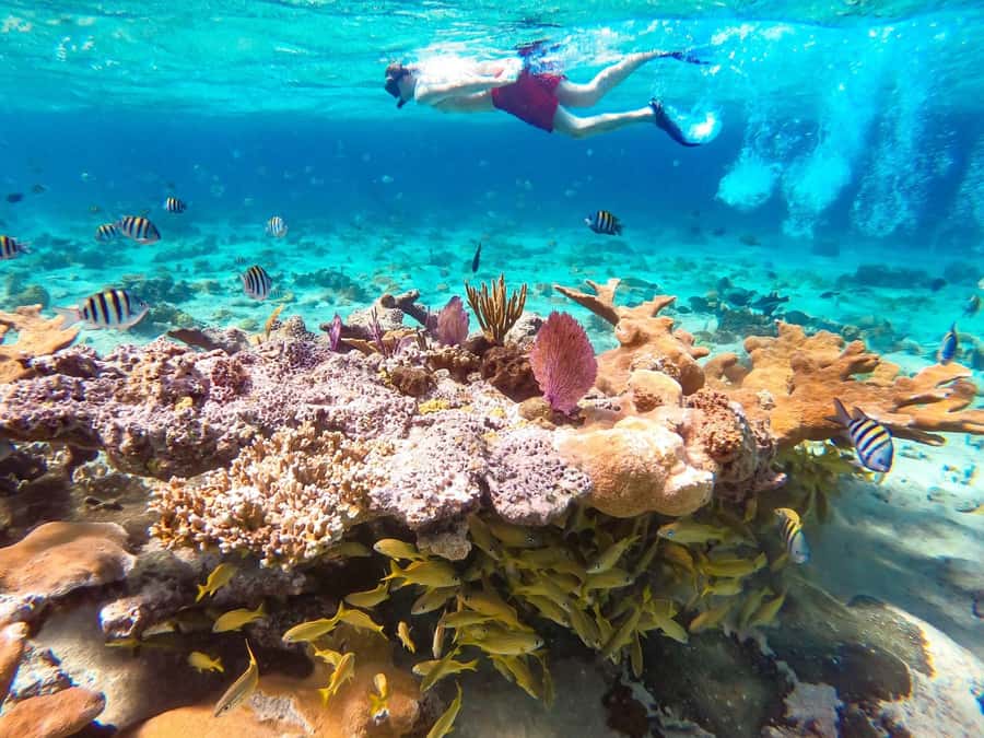 Hurghada: Day Snorkeling with Dolphins - The Boat Ride to Dolphin Reef: Comfort, Staff, and Realistic Timing