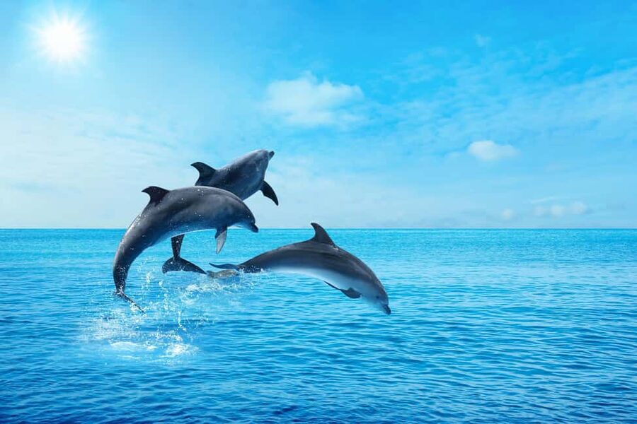 Hurghada: Dolphin & Coral Reef Snorkeling Tour with Lunch - Giftun and the In-Between Moments on the Red Sea