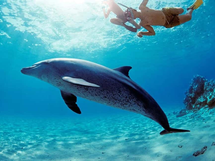 Hurghada: Dolphin Cruise with Snorkeling & Buffet Lunch - Practical Packing List for a Smooth Snorkel Day