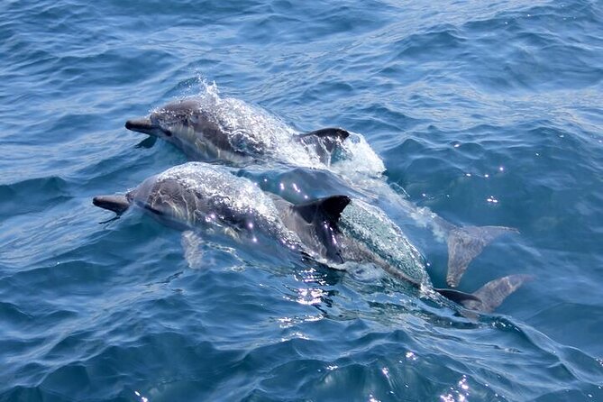 Hurghada Dolphin House: Full-Day Snorkeling & Boat Experience - Key Things I’d Actually Pay Attention To