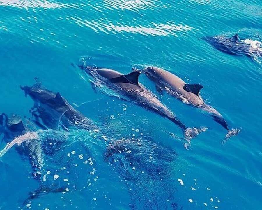 Hurghada: Dolphin House & Water sports Banana by Speedboat - Private Speedboat to Sataya Reef: the main idea